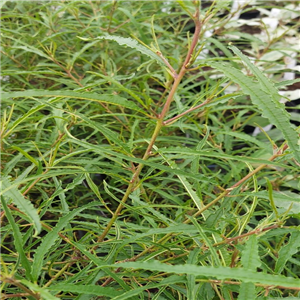 Rhamnus Frangula 'Aspleniifolia'